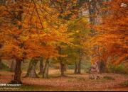 عکس/ پاییز هزار رنگ جنگل‌های هیرکانی