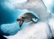 تصاویر برگزیده مسابقه عکاسی در اقیانوس