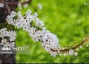 تصاویر دیدنی از شکوفه‌های بهاری آذربایجان شرقی