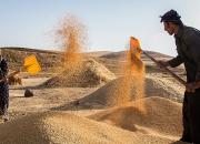 خرید ۱۱۰تن گندم مازاد بر مصرف از کشاورزان سیستان و بلوچستان