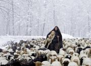 فیلم/ گرفتاری ۴۸ ساعته چوپان و ۵۰۰ گوسفندش در برف