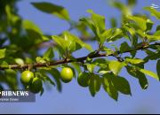 عکس/  گوجه سبز نوبرانه