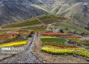 عکس/ اولین دشت وسیع گل لاله کشور