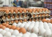 دلایلی گرانی تخم مرغ در بازار