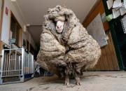 عکس/ ۳۵ کیلوگرم پشم بدن یک گوسفند