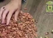 فیلم/ کشف تریاک در تخمه ژاپنی