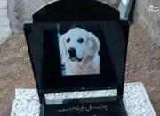 دستگیری عاملان دفن سگ در مسجد +عکس