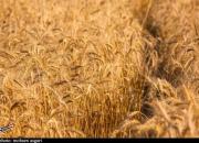 پیشنهاد قیمت گندم در سال زراعی جدید اعلام شد