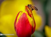 چشم تو چشم شدن با زنبور عسل +عکس