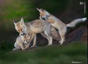 بازی بچه روباه ها با مادرشان در سبزوار +عکس