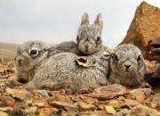 بهار و بچه خرگوش‌های بانمک +عکس