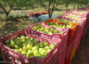 سیبی وجود ندارد تا در برابر واردات موز صادر شود