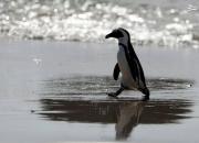 فیلم/ فرار دیدنی پنگوئن باهوش از مرگ!