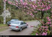 تصاویر زیبا از شکوفه‌های بهاری گیلان