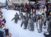 عکس/ رژه پنگوئن‌ها در باغ وحش