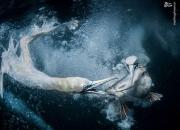 عکس/ جدال مرغ‌های ماهی‌خوار در زیر آب