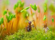 عکس/ نمای نزدیک از مورچه