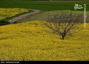 عکس/ پوشش زرد دشت‌های مازندران
