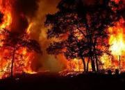 آتش سوزی گسترده در جنگل های ایتالیا+ فیلم