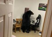 عکس/ ورود خرس به یک خانه