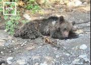 عکس/ مرگ دردناک توله خرس در استان گلستان
