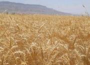 فائو: امسال تولید گندم در ایران ۴ میلیون تُن افزایش می‌یابد