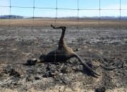 دلیل آتش‌سوزی‌های استرالیا چیست و چرا نمی‌توانند آن را مدیریت کنند؟ +عکس و فیلم