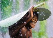 عکس/ چتر خاص میمون