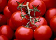 صوت/ دلیل افزایش قیمت گوجه چیست؟