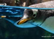 عکس/ زندگی پنگوئن‌ها در غیاب انسان‌ها
