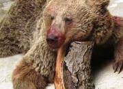 حکم تعجب‌برانگیز برای ضاربین خرس سوادکوهی