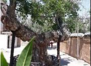 درخت گردوی 1300 ساله +عکس