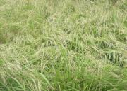 ممنوعیت و محدودیت کشت برنج در خارج از استان‌های شمالی 