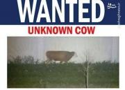 پلیس آمریکا یک «گاو» را تحت تعقیب قرار داد! +عکس