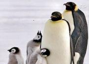 عکس خانوادگی پنگوئن‌ها