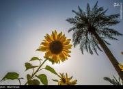 عکس/ گردش گلهای آفتابگردان به سمت آفتاب