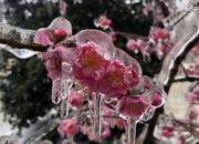 عکس/ یخ زدن شکوفه‌های درخت گیلاس