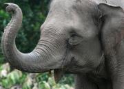 ضربه شدید فیل به یک گردشگر