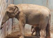 تولد اولین فیل در ایران+ فیلم
