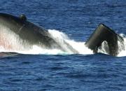 زیردریایی ارتش اندونزی گم شد