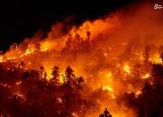 عکس/ پیشروی آتش در جنگل‌های کالیفرنیا