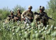 روسیه: کشت مواد مخدر افغانستان در حضور آمریکا و ناتو به اوج رسید