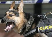 فیلم/ حمله سگ‌های پلیس به معترضان کرونایی