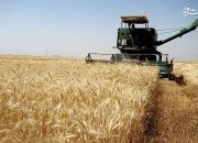 فیلم/ روشی جدید برای افزایش کشت گندم در شوره زار