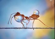 عکاسی ماکرو از سر مورچه