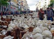 عکس/ گله گوسفندان در پایتخت