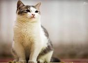 چشمک‌زدن یک گربه شنی در دل کویر +فیلم