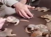 فیلم / کشف ۳۲ بچه سنجاب نایاب از قاچاقچیان در سردشت