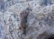 تصویری زیبا از کوهنوردی گربه پالاس