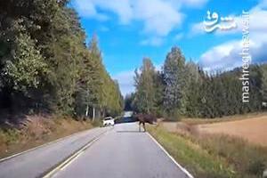 فیلم/ تصادف ماشین با گوزن سر به هوا !